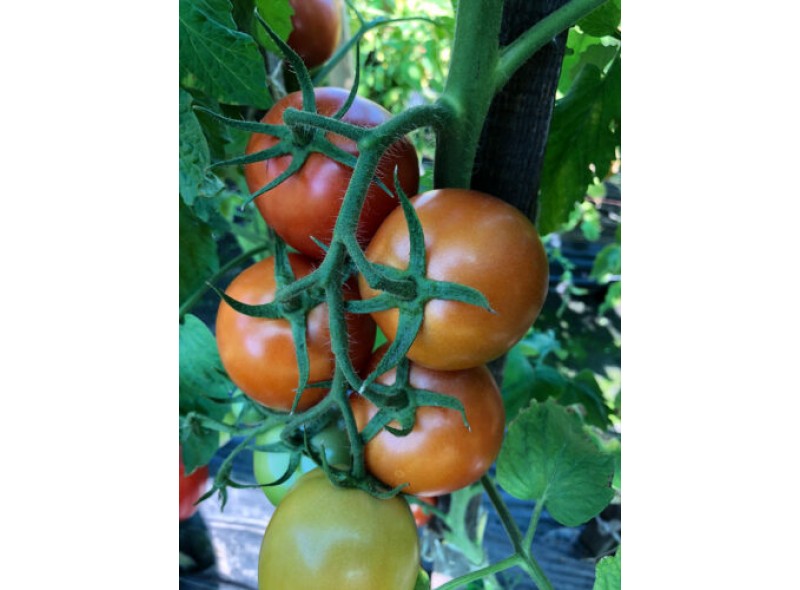 Семена индетерминантного томата Энигма F1,(1000сем.) Lark Seeds